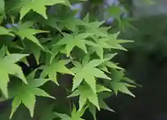 善法律寺(京都府)