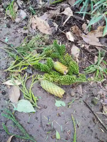 道路衢神の自然