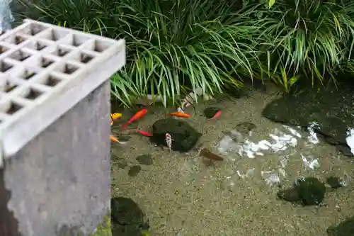 厳嶋神社の動物