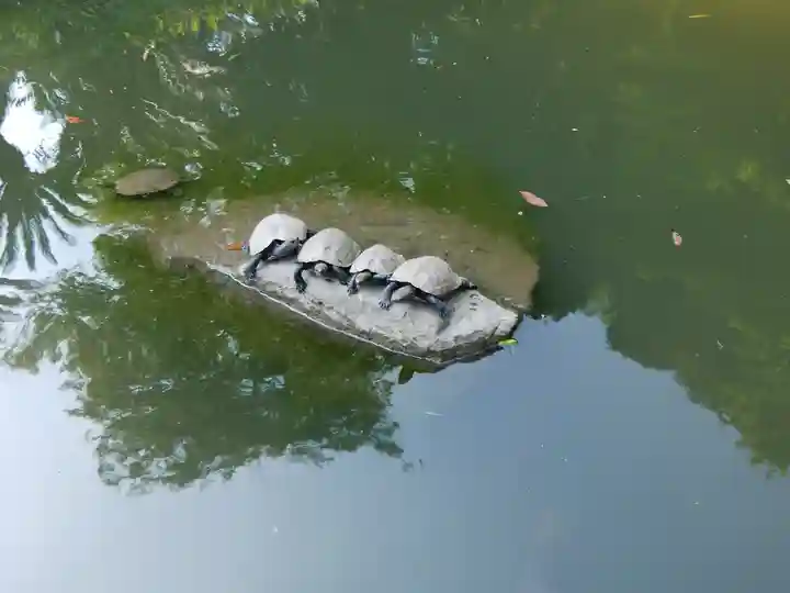 出雲大社北島国造館 出雲教の動物
