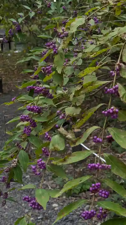 平野神社(京都府)