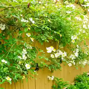 寿量山 速成寺の自然(2021年05月18日(火) 09時33分28秒投稿)