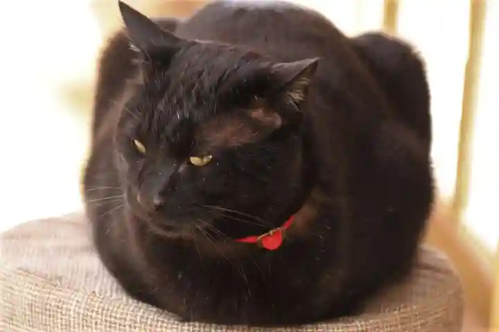 高司神社〜むすびの神の鎮まる社〜の動物