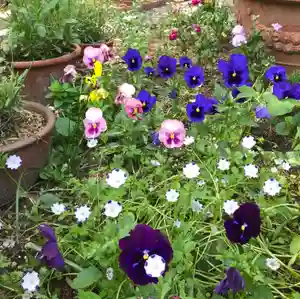 信行寺の自然(2021年05月11日(火) 09時42分46秒投稿)