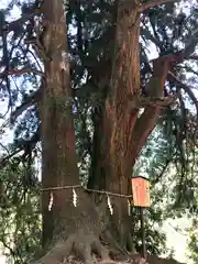 大山阿夫利神社の自然