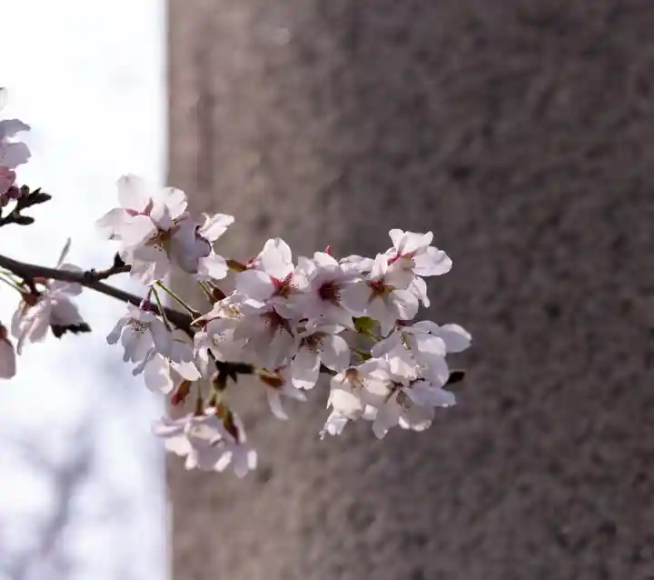 大石神社(京都府)