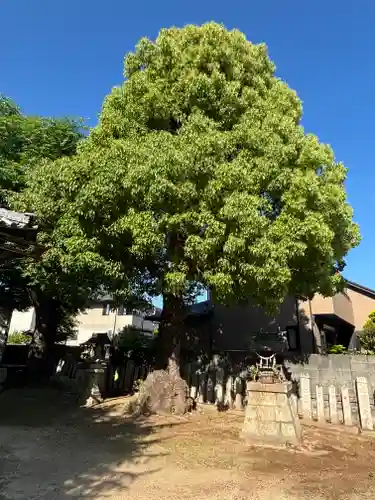 桑原神社(兵庫県)