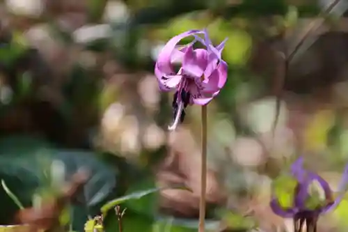 鹿島大神宮の自然