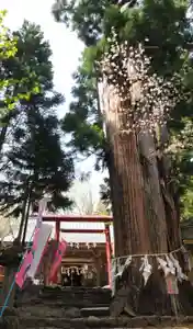 磐椅神社の自然(2021年05月12日(水) 10時26分12秒投稿)