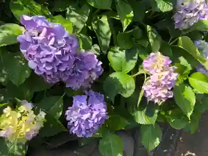 横浜御嶽神社の自然(2019年06月17日(月) 21時10分17秒投稿)
