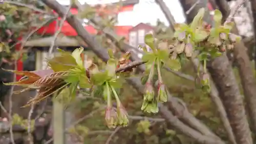 大報恩寺（千本釈迦堂）の自然