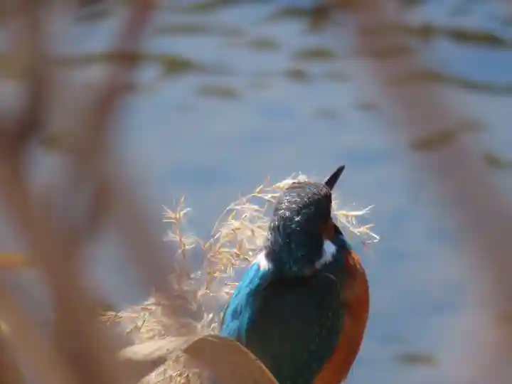 町田天満宮の動物