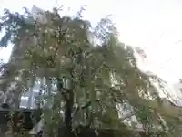 光専寺(東京都)