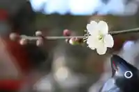 くまくま神社(導きの社 熊野町熊野神社)の自然