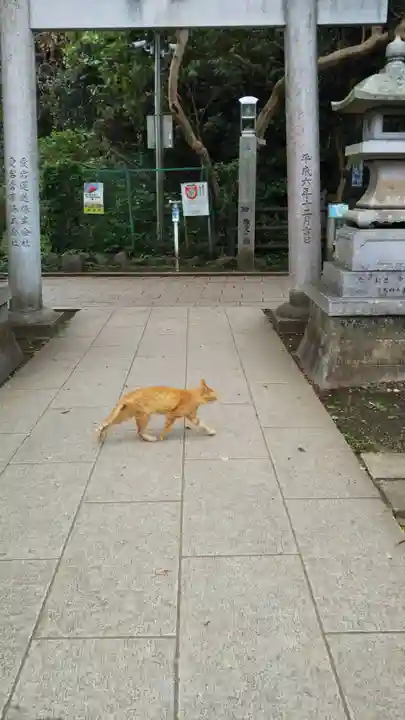 江島神社の動物