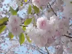 志波彦神社・鹽竈神社の自然