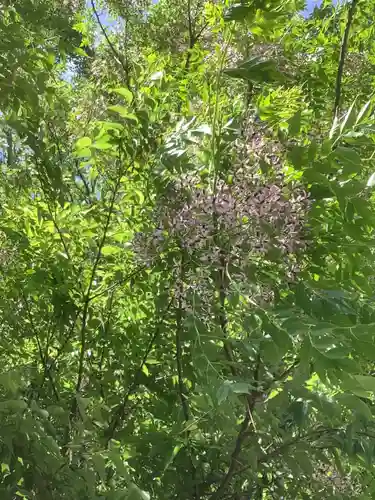 月之宮社の自然