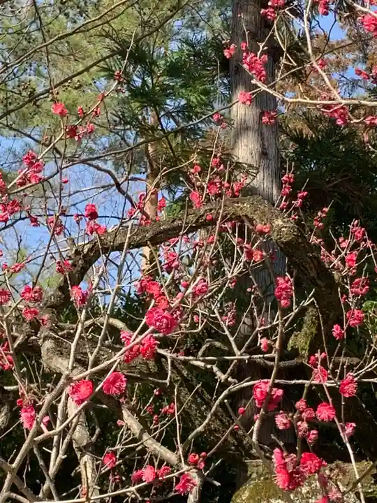北野天満宮の自然