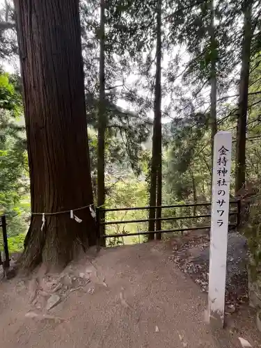 金持神社の{uncategorized: "未分類", other: "その他", undefined: "問題あり", building: "その他建物", grave: "お墓", sacred_gate: "鳥居", guardian: "狛犬", statue: "像", buddha: "仏像", history: "歴史", nature: "自然", garden: "庭園", animal: "動物", pagoda: "塔", temizu: "手水舎", mountain_gate: "山門・神門", sanctuary: "本殿・本堂", subordinate: "末社・摂社", art: "芸術", scenery: "景色", jizo: "地蔵", ema: "絵馬", goshuin: "御朱印", omikuji: "おみくじ", items: "授与品その他", amulet: "お守り", goshuincho: "御朱印帳", eats: "食事", festival: "お祭り", votive_dance: "神楽", shichigosan: "七五三参", wedding: "結婚式", experience: "体験その他", initially: "初詣", around: "周辺", anti_infection: "感染症対策"}