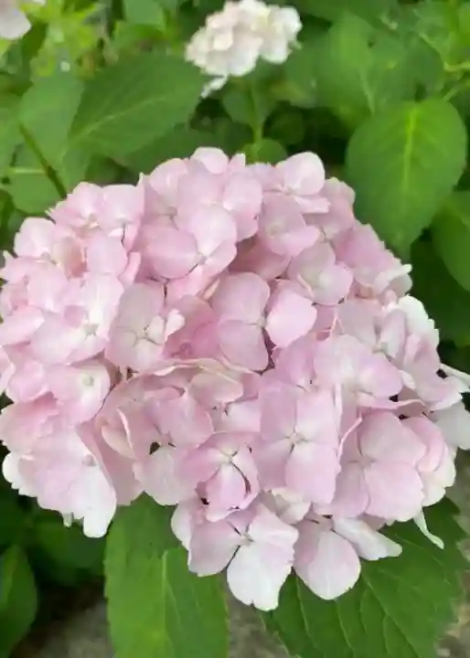 資福寺(宮城県)