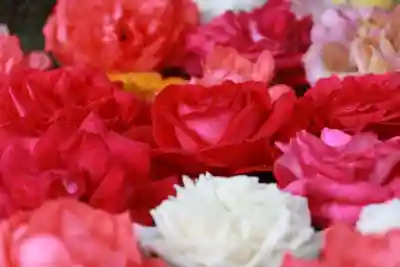 田村神社の手水舎