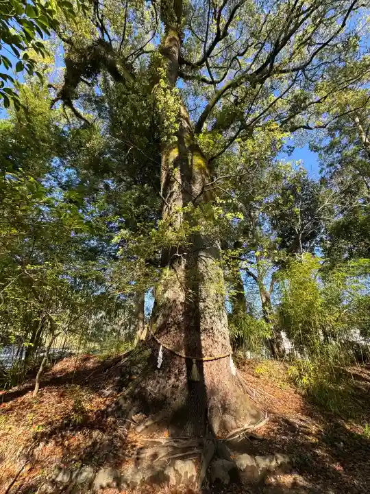 土佐神社の{uncategorized: "未分類", other: "その他", undefined: "問題あり", building: "その他建物", grave: "お墓", sacred_gate: "鳥居", guardian: "狛犬", statue: "像", buddha: "仏像", history: "歴史", nature: "自然", garden: "庭園", animal: "動物", pagoda: "塔", temizu: "手水舎", mountain_gate: "山門・神門", sanctuary: "本殿・本堂", subordinate: "末社・摂社", art: "芸術", scenery: "景色", jizo: "地蔵", ema: "絵馬", goshuin: "御朱印", omikuji: "おみくじ", items: "授与品その他", amulet: "お守り", goshuincho: "御朱印帳", eats: "食事", festival: "お祭り", votive_dance: "神楽", shichigosan: "七五三参", wedding: "結婚式", experience: "体験その他", initially: "初詣", around: "周辺", anti_infection: "感染症対策"}
