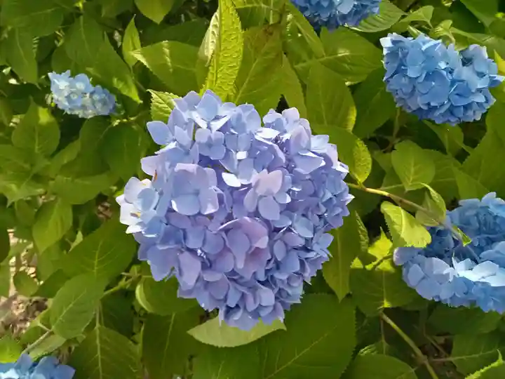 月照寺(島根県)