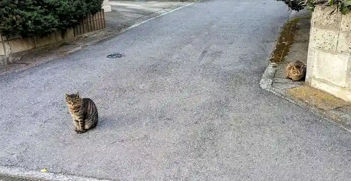 麻賀多神社の動物