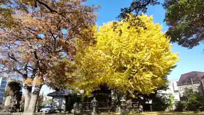 根岸八幡神社(神奈川県)