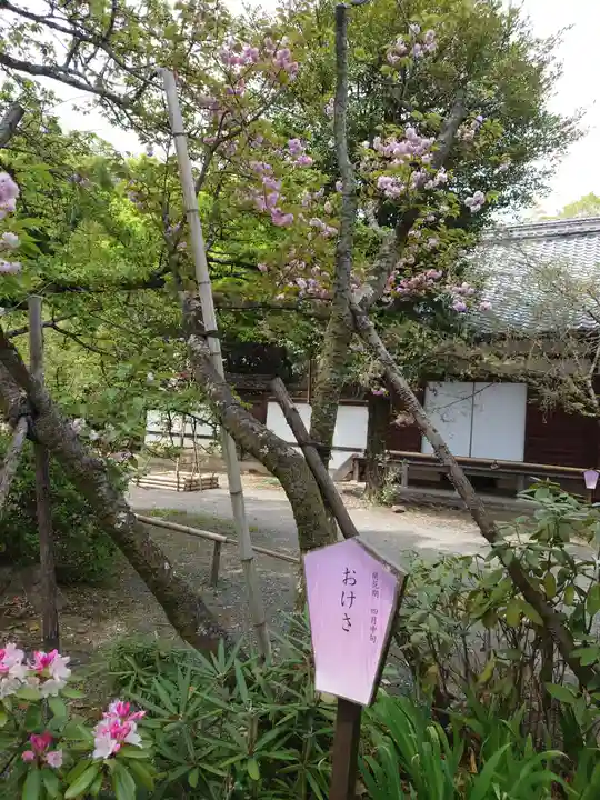 平野神社(京都府)