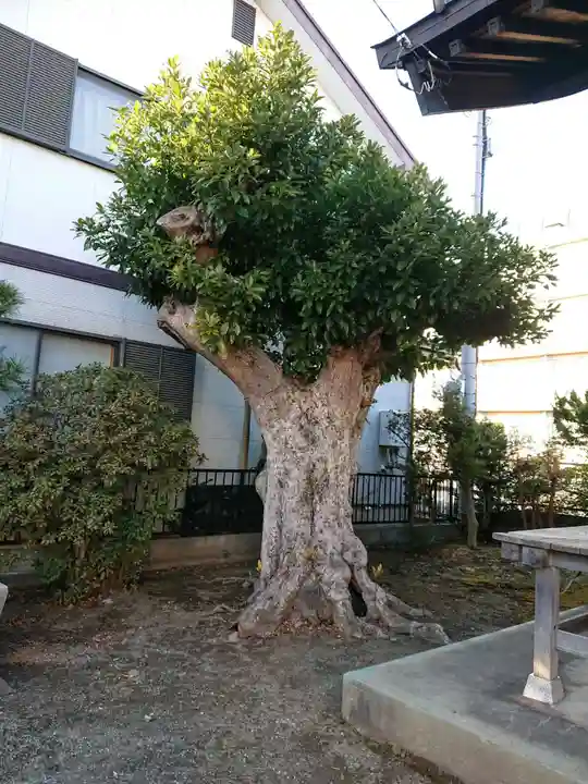 松延神社の自然