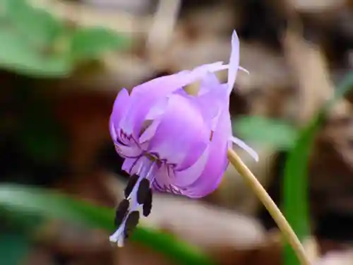 三毳不動尊(栃木県)