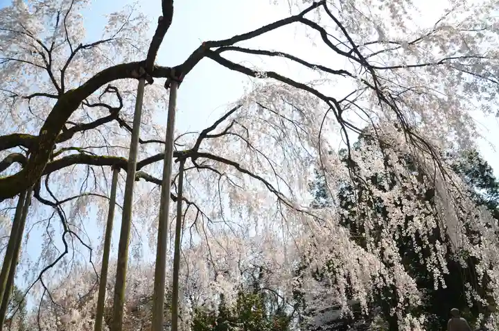 足羽神社の自然