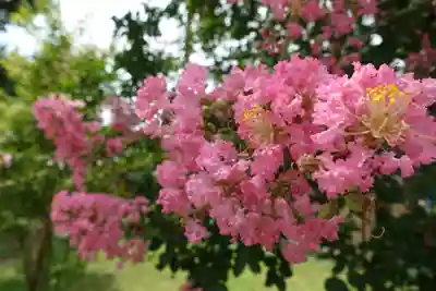 止止呂支比売命神社の自然