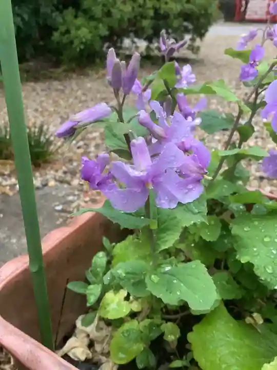 三輪神社の自然