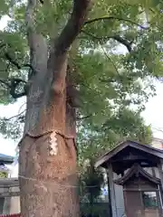 天神ノ森天満宮の自然