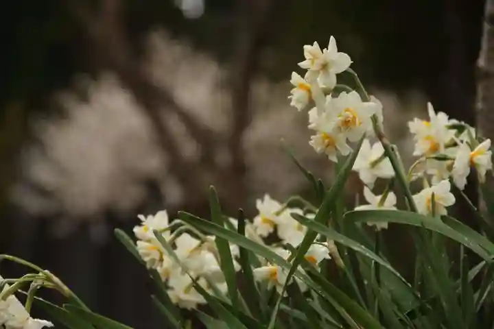 開成山大神宮の庭園