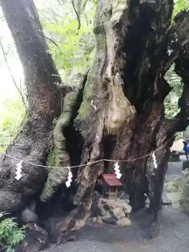 來宮神社(静岡県)
