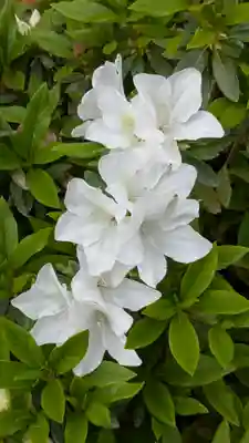 道明寺天満宮(大阪府)