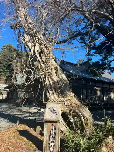 伊古奈比咩命神社の自然