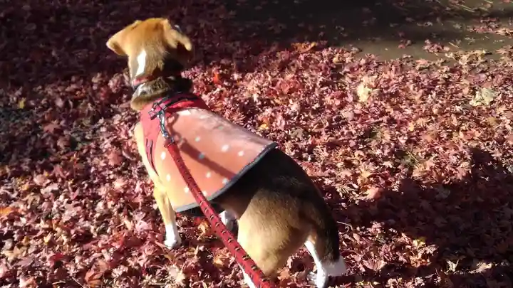 土津神社|こどもと出世の神さまの動物