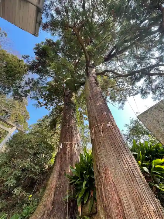 伊野天照皇大神宮の自然