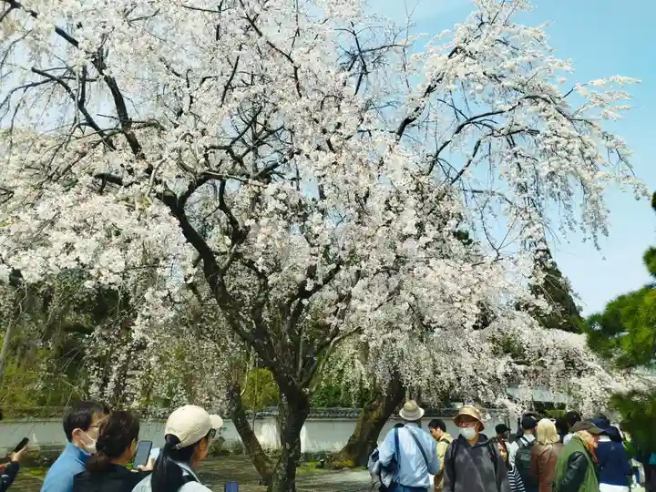 三宝院(三宝院門跡)(京都府)