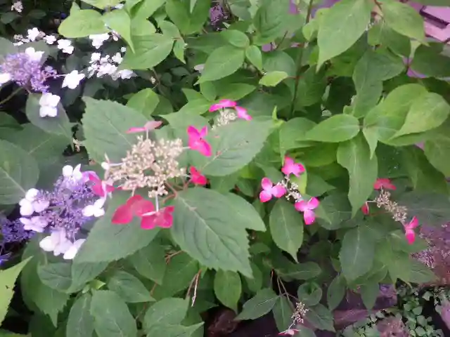 御霊神社の自然