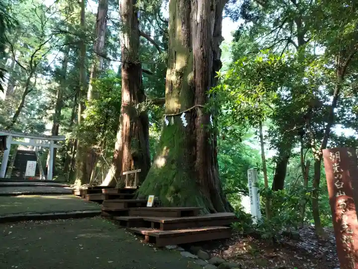 白山比咩神社の{uncategorized: "未分類", other: "その他", undefined: "問題あり", building: "その他建物", grave: "お墓", sacred_gate: "鳥居", guardian: "狛犬", statue: "像", buddha: "仏像", history: "歴史", nature: "自然", garden: "庭園", animal: "動物", pagoda: "塔", temizu: "手水舎", mountain_gate: "山門・神門", sanctuary: "本殿・本堂", subordinate: "末社・摂社", art: "芸術", scenery: "景色", jizo: "地蔵", ema: "絵馬", goshuin: "御朱印", omikuji: "おみくじ", items: "授与品その他", amulet: "お守り", goshuincho: "御朱印帳", eats: "食事", festival: "お祭り", votive_dance: "神楽", shichigosan: "七五三参", wedding: "結婚式", experience: "体験その他", initially: "初詣", around: "周辺", anti_infection: "感染症対策"}