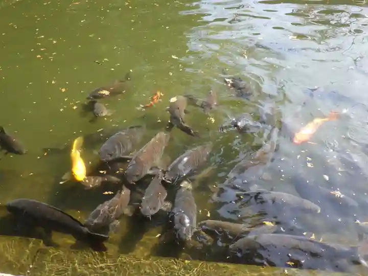 白山神社(二子町)の動物