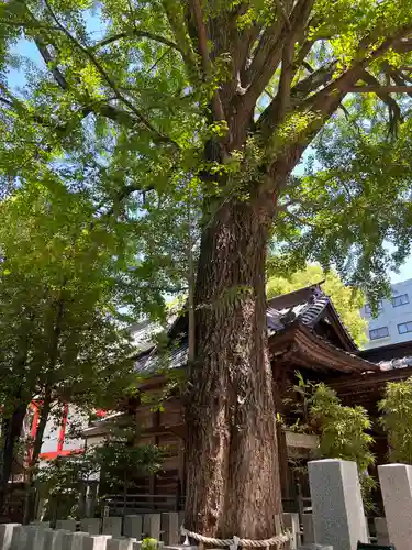 田無神社の自然