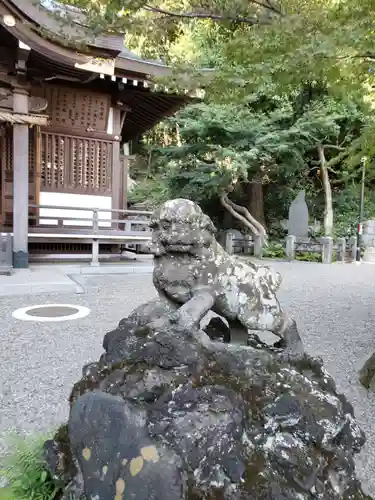 貫井神社の狛犬