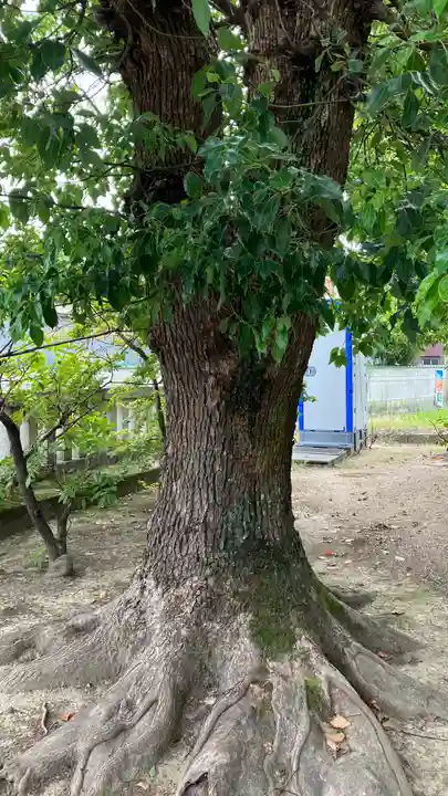 須佐之男神社の自然