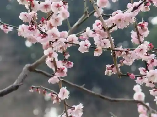太宰府天満宮の自然
